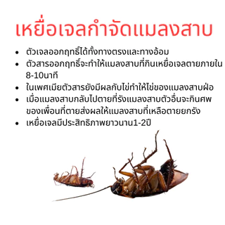 เหยื่อเจลกำจัดแมลงสาบ นำเข้าจากญี่ปุ่น