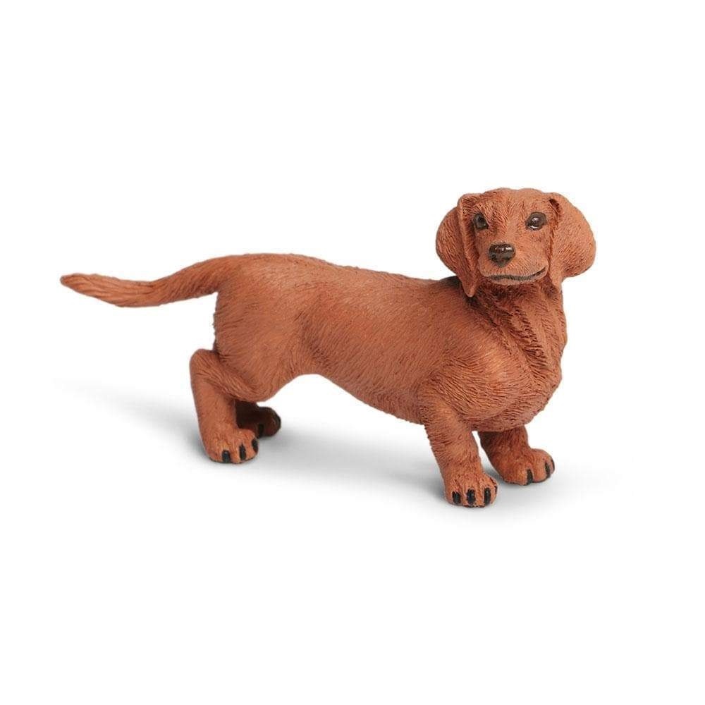 Safari Ltd. : SFR251529* โมเดลสุนัขสายพันธุ์ดัชชุน Dachshund