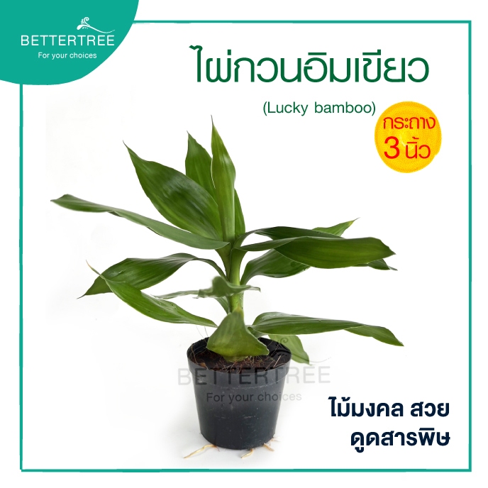 ไผ่กวนอิมเขียว กระถาง 3 นิ้ว Lucky Bamboo ไม้มงคล ไม้ฟอกอากาศ