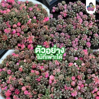 เมล็ดแคคตัสยิมโนด่าง 50 เมล็ดเพียง 9 บาทเท่านั้น❗🔥 พ่อแม่คัดด่างดี ฟอร์มเด่น ราคาดีงาม