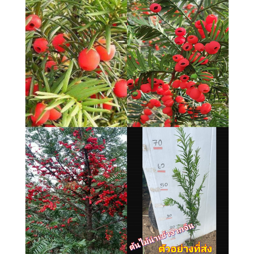 (1ต้น) ต้น สนยิว ต้นยูอังกฤษ English Yew common yew european yew Taxus baccata / ศรัณย์รักษ์