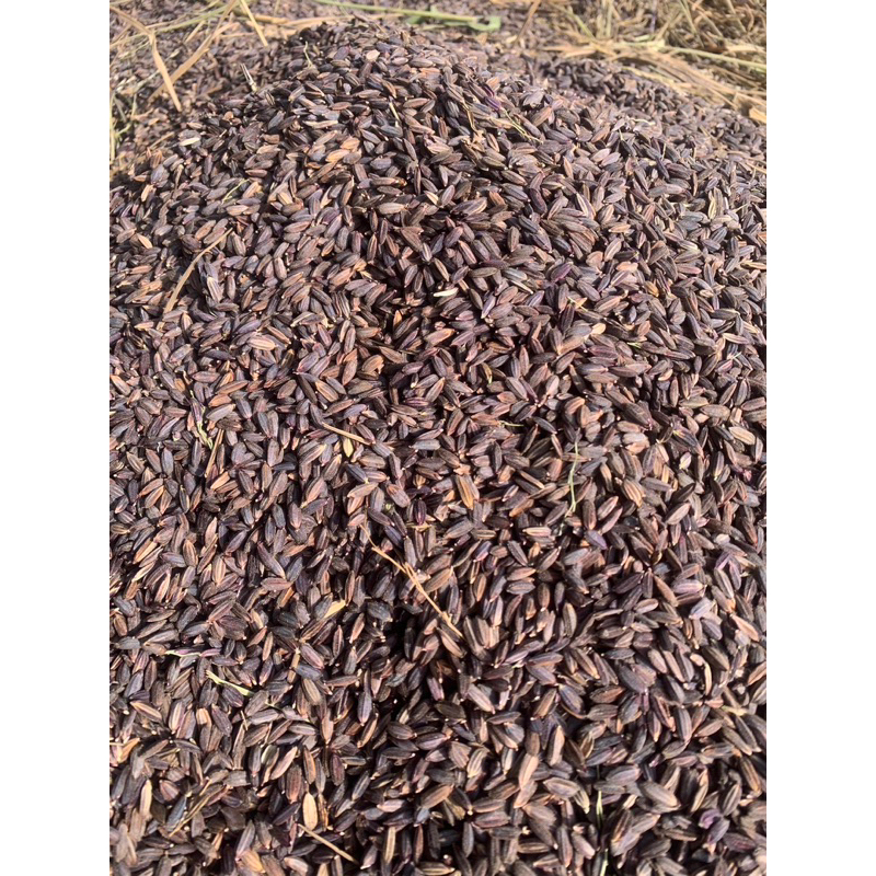 แพค 2  กิโลกรัม พันธุ์ข้าวเหนียวดำลืมผัว ต้นเขียว ข้าวก่ำออแกนิค ปี 68 คัดพิเศษ