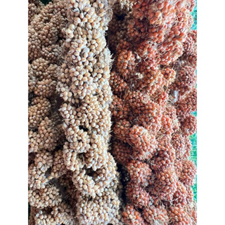 มิลเล็ต สเปรย์ เหลือง / มิลเล็ต สเปรย์ แดง Millet Spray สำหร…