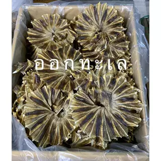 ปลากระเบนวง วงพิเศษ ตากแห้ง ไม่เเค็ม ทานอร่อย