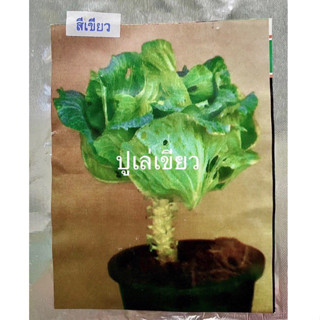 ปูเล่เขียว (ประมาณ 100-150 เมล็ด)