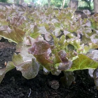 มูลไส้เดือนแท้100% ( หมักแบบPrecompost ) ผสมน้ำหมักจุลินทรีย์ ไม่ผสมดิน 850 กรัม