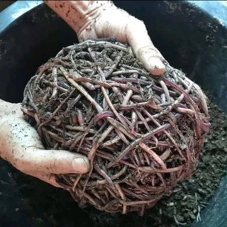 มูลไส้เดือนแท้100% ( หมักแบบPrecompost ) ผสมน้ำหมักจุลินทรีย์ ไม่ผสมดิน 850 กรัม