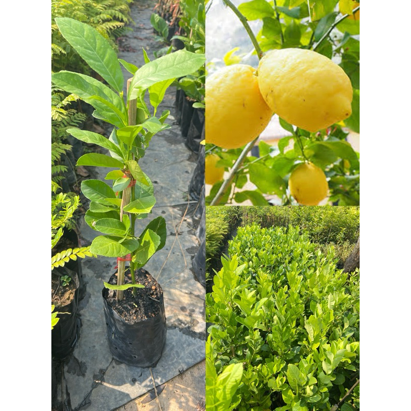 ต้นเลมอนยูเรก้าลูกใหญ่ผลสีส้มเสียบยอดสูง40-50ซม.