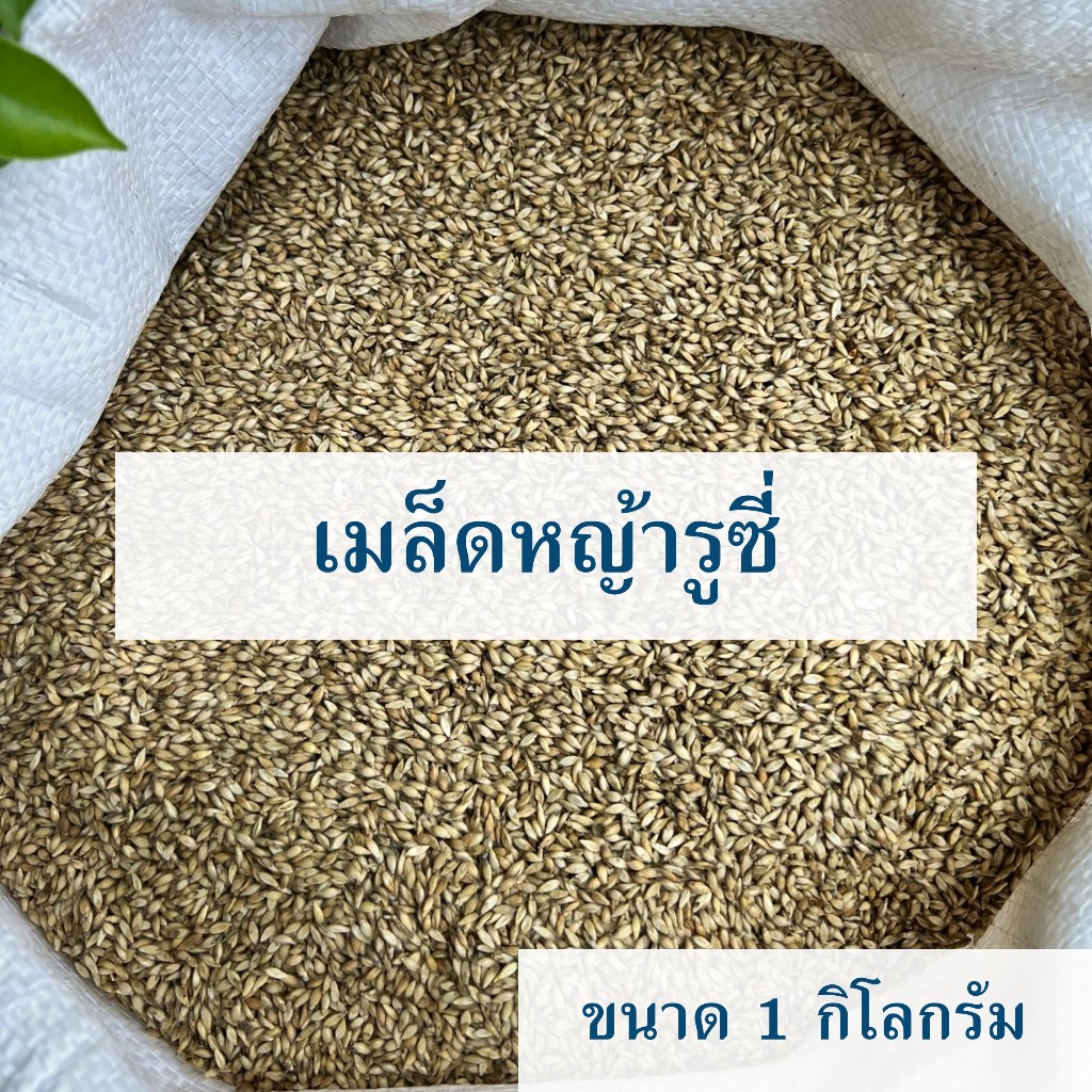 เมล็ดหญ้ารูซี่ เก็บรอบแรกเมล็ดเต็ม ปลูกสำหรับเลี้ยงสัตว์ ขนาด 1 Kg