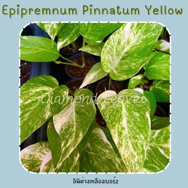 อิพิด่างเหลืองเบอร์2  Epipremnum pinnatum yellow variegated No.2 ขายแบบตัดสด
