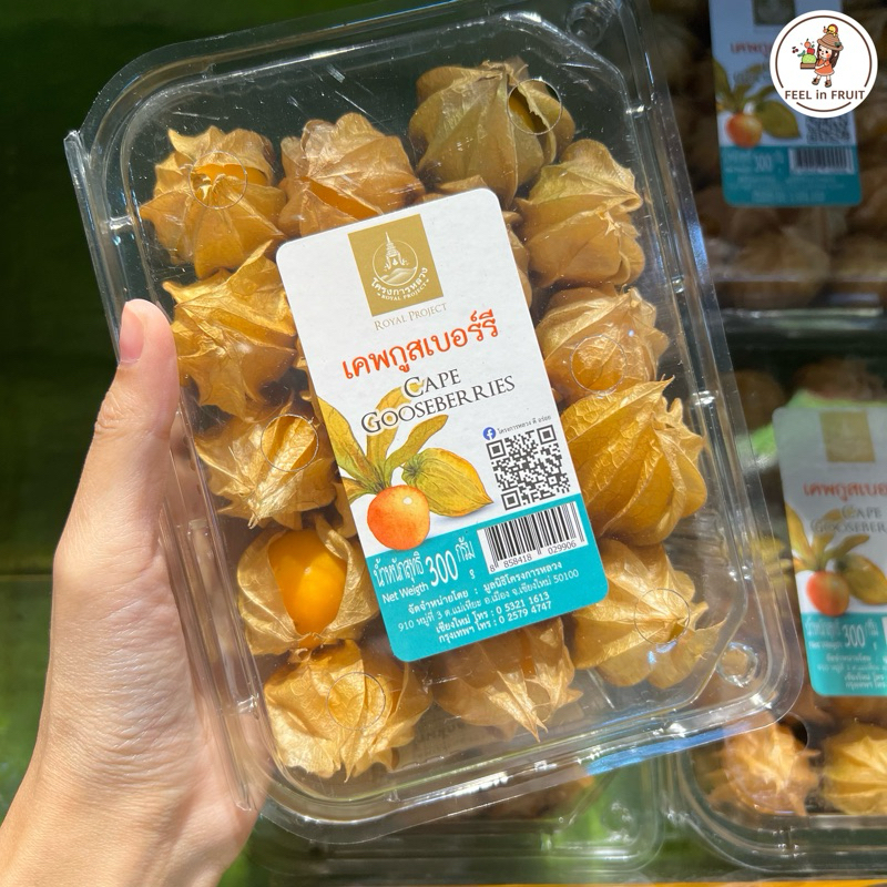 ✨เคพกูสเบอร์รี่คุณภาพดี✨ จากโครงการหลวง🌳🙏🏻