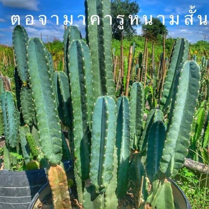 จามาคารู ไร้หนาม หนามกุด 12-14นิ้ว ถูกที่สุดกระบองเพชรหนามกุด ผลทานได้ ผลขชายได้ หวานอร่อย แคคตัส ไม้ลำ  Sereus Jamacaru