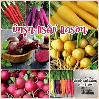 เมล็ดบีทรูท แรดิช แครอท เมล็ดผักสวนครัว