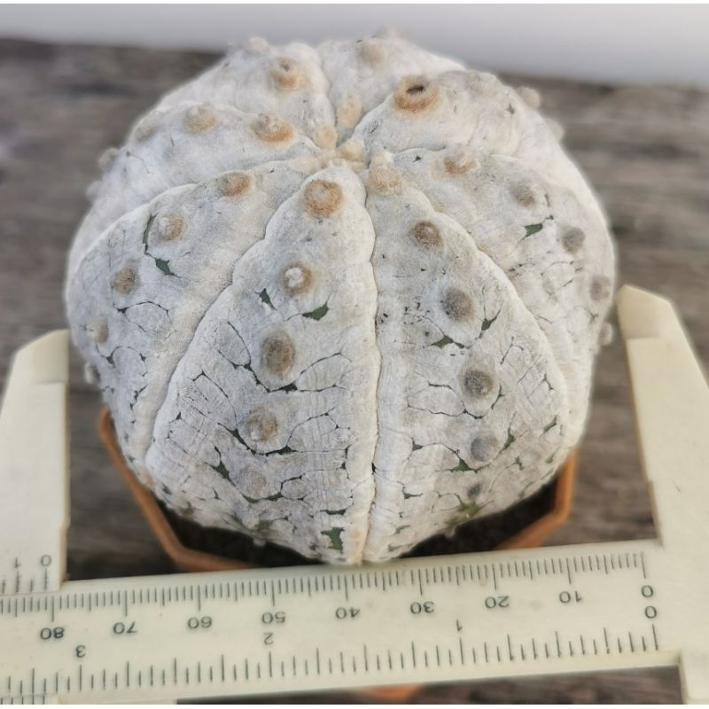 แอสโตรไฟตั้ม 2024​ snow #แคสตัส castus​ astrophytum แอสโตร แอสโตร​ไ​ฟตั้​ม แอสโตรไฟตัม กระบองเพชร แอ