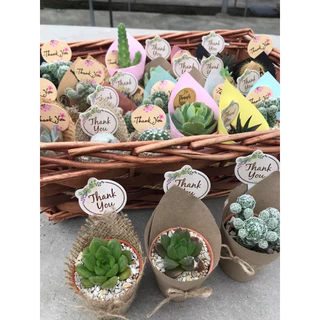 แคตตัส,กุหลาบหิน,ของขวัญ ของที่ระลึก ของชำร่วยขนาดน่ารัก