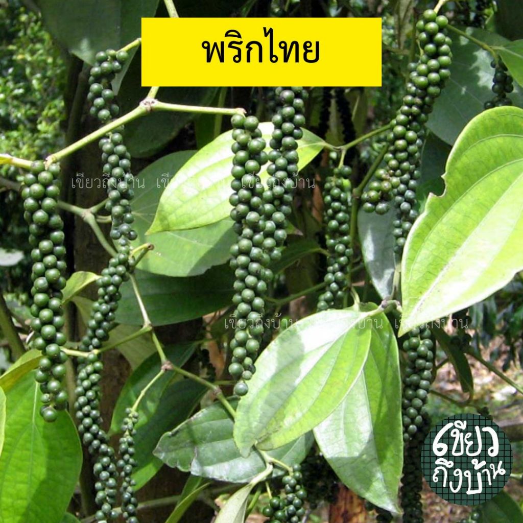 ต้นพริกไทย ปลูกครั้งเดียวเก็บเกี่ยวยาวนานถึง 40 กว่าปี