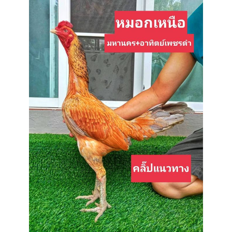 ไข่เชื้อไก่ชนพม่าม้าล่อรำวงเมืองเหนือเจ้าหมอกเหนือ