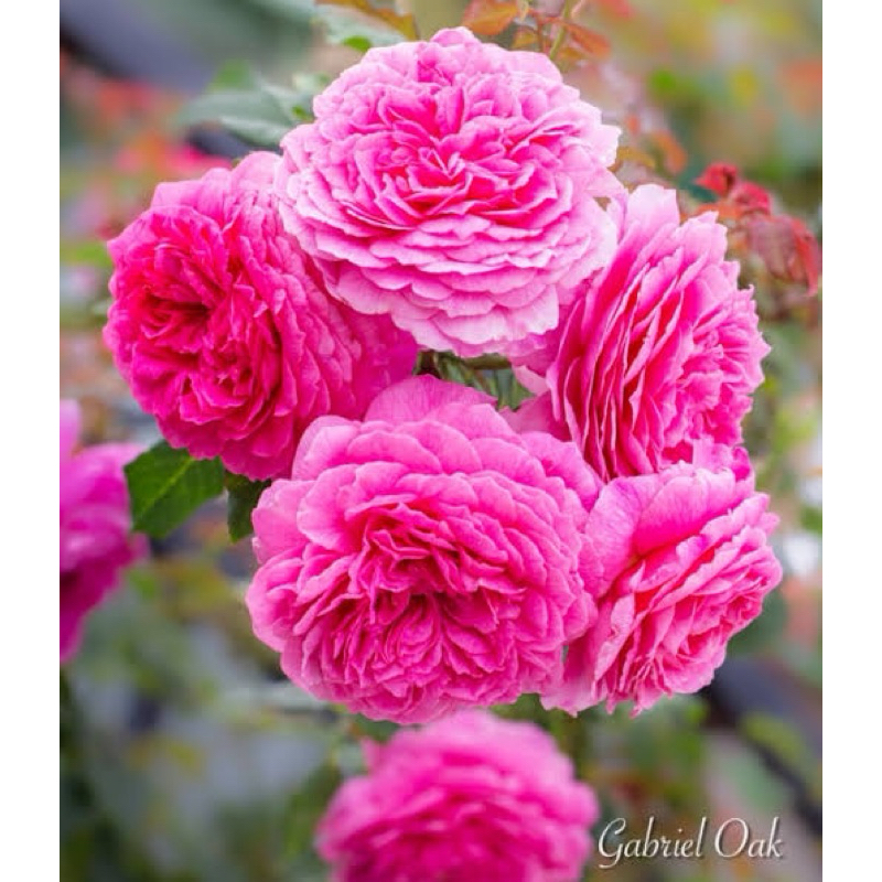 กุหลาบ Gabriel Oak  กาเบรียล โอ๊ค กุหลาบสรชมพูเข้ม มีกลิ่นหอมแรง ไร้หนาม