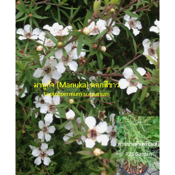 ต้น มานูก้า ดอกสีขาว Manuka สูง 50-70 ซ.ม. สายพันธุ์จากนิวซีแลนด์