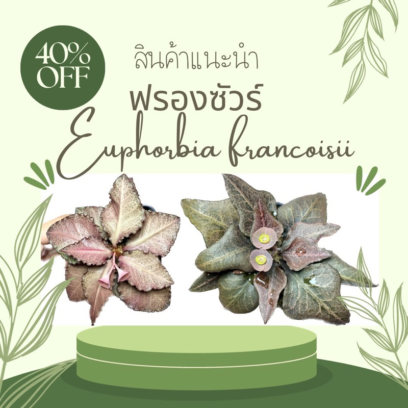 ฟรองซัวร์ - Euphorbia francoisii