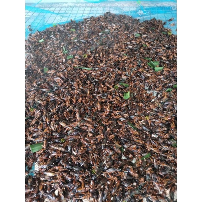 ตัวอ่อน​ ตัวกั๊ก แช่แข็ง​ จัดส่งด้วยกล่องโฟมเก็บความเย็น บรรจุ​ 4 ก.ก.​ สดๆใหม่่