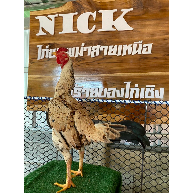 ไข่ไก่ชนพม่า ไข่เชื้อ ขายเป็นชุดเฉลี่ยฟองละ65฿ “พ่อพันธุ์เจ้าจาร์กัว”