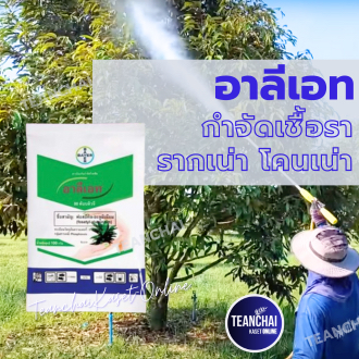 โคนเน่า_อาลีเอท_100กรัม( ของแท้100%) (ฟอสอีทิล-อะลูมิเนียม80%)กำจัดโรครากเน่า ฆ่าเชื้อรา ไฟท๊อปเทอร่า เน่าคอดิน ราผักกาด