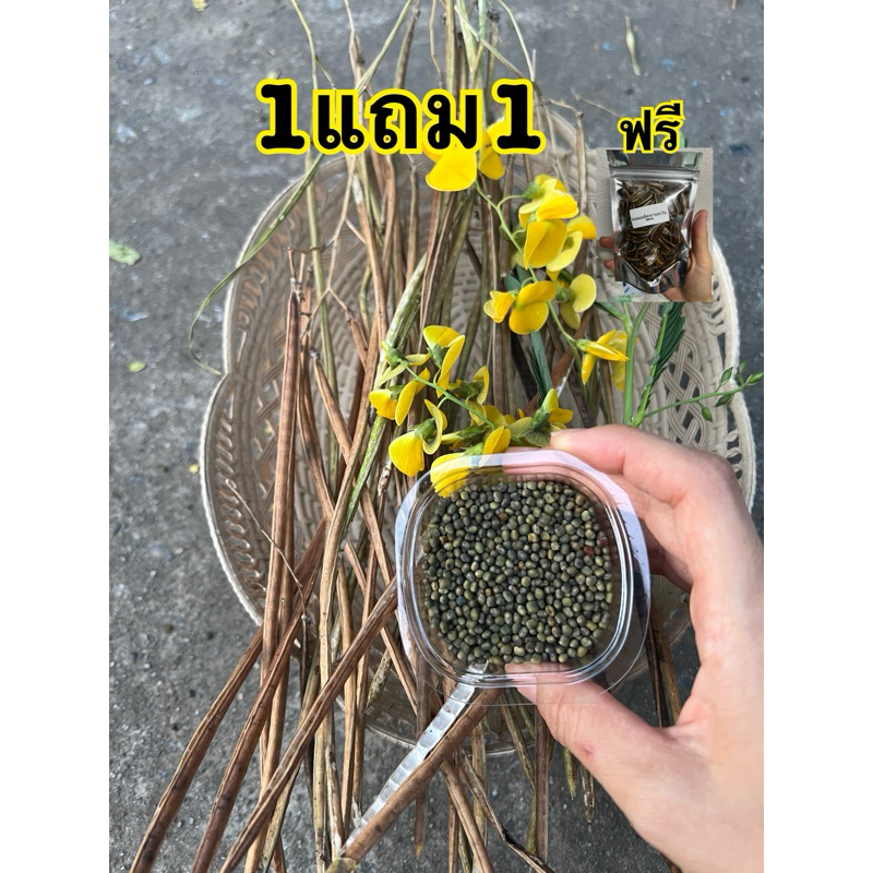 เมล็ดโสนใหญ่  50 เม็ดฟรี เมล็ดทานตะวัน เม็ดโสน หรือโสนอินเดีย  ดอกใหญ่ ดอกดก  ปลูกไว้ลงเชื้อเป็นพืชอ