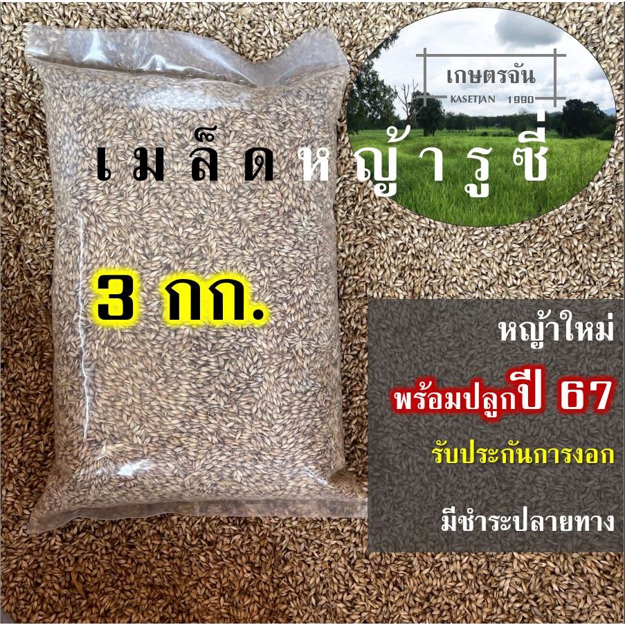 เมล็ดหญ้ารูซี่ 3 กก #รับประกันการงอก #พร้อมปลูกปี67 หญ้าลูซี่ พันธ์ุหญ้ารูซี่ เลี้ยงสัตว์ หญ้าเลี้ยงวัว ควาย แพะ แกะ