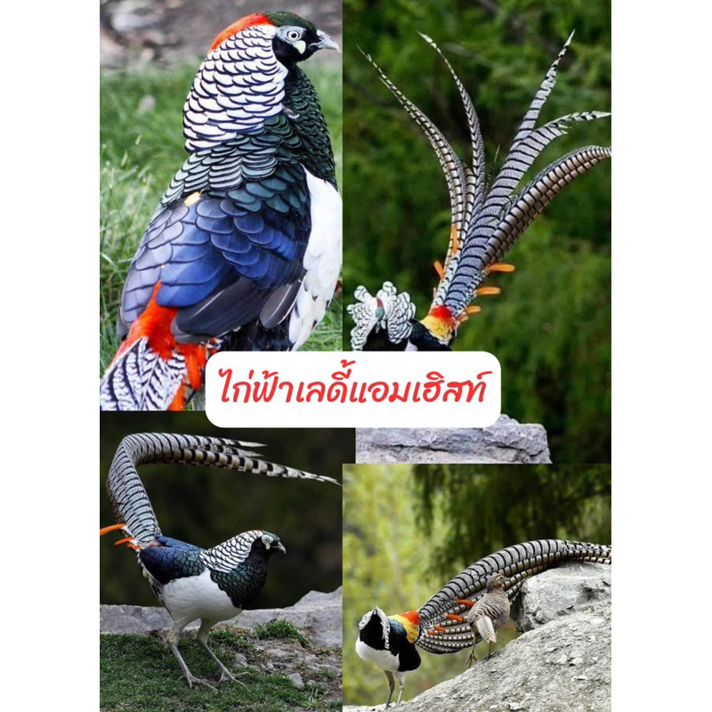 เชื้อ ไก่ฟ้าเลดี้แอมเฮิสท์ ชื่อสามัญ Lady Amhersts Pheasant ชื่อวิทยาศาสตร์ Chrysolophus Amherstiae