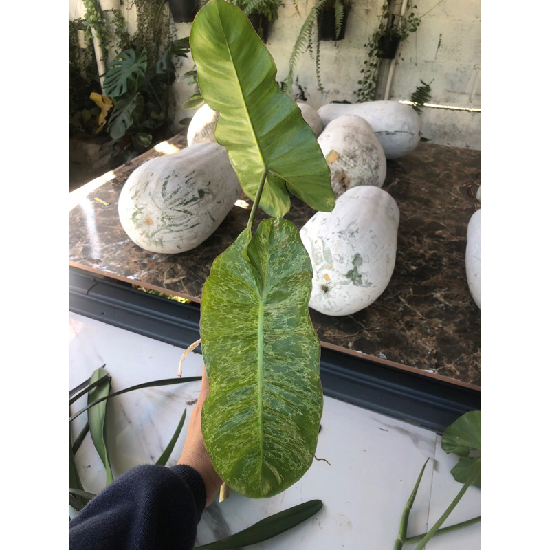 แบ่งขายทุกอย่าง79บาท