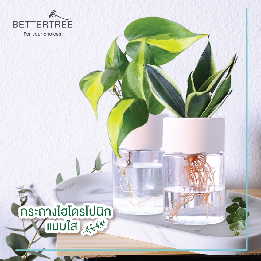 กระถางไฮโดโปนิกใสขอบฝาสีขาว ใส่ต้นไม้เลี้ยงน้ำได้  ดูดซึมน้ำอัตโนมัติ  รดน้ำ