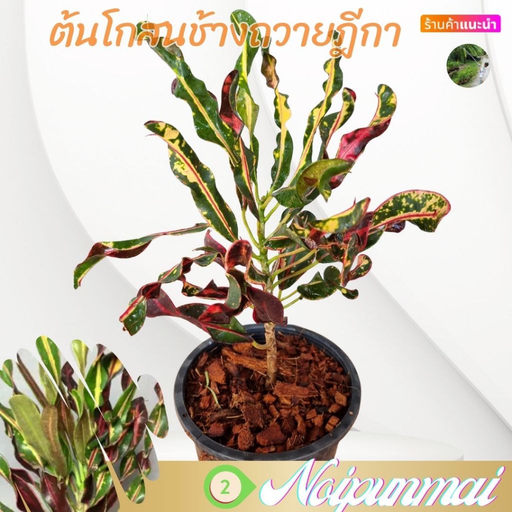 ต้นโกสนช้างถวายฎีกา กระถาง 6 นิ้ว(ส่งพร้อมกระถาง)
