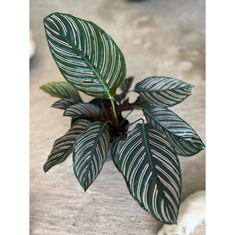 คล้าขุนแผนเรียกทรัพย์Calathea Ornata ราคา ถูกที่สุด ดีลบีเคเค รูปภาพหลัก