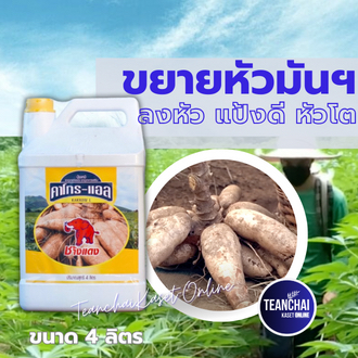 คาโกร-แอล – ขนาดบรรจุ 4ลิตร ฮอร์โมนขยายหัว สำหรับพืชลงหัวทุกชนิด เพิ่มน้ำหนัก เพิ่มแป้ง ผสมยาฆ่าหญ้า/ยาฆ่าแมลงได้