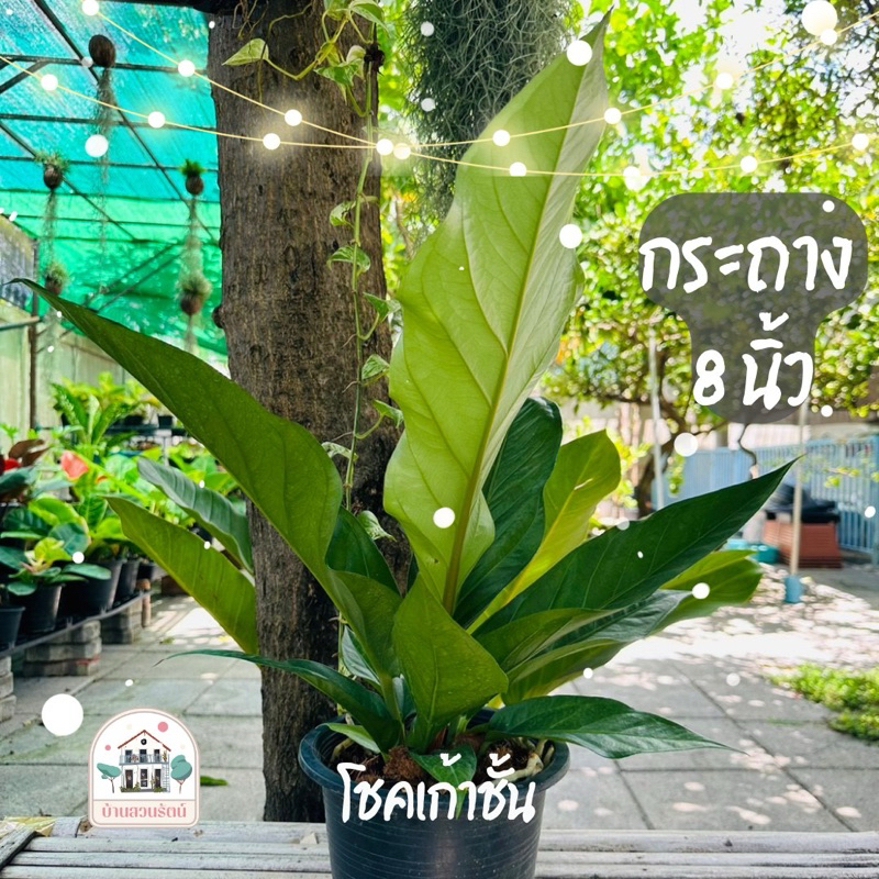 โชคเก้าชั้น พร้อมกระถาง 8 นิ้ว (Anthurium ‘Renaissance)