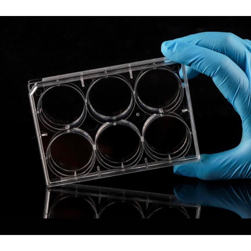 6 well cell culture plate,flat,TC, sterile 50/case