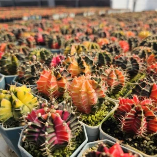 ปังสุด❗❗ยิมโนด่างไม้เมล็ด สุ่มสี ขนาด 3.8-5ซม. (การันตีด่างเกิน 60%)