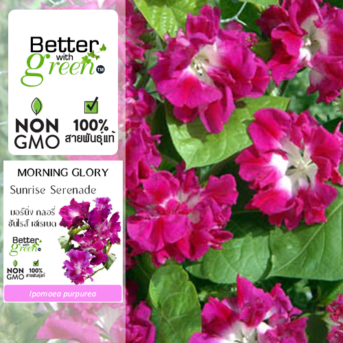 เมล็ดพันธุ์ มอร์นิ่ง กลอรี่ ซันไรส์ เซเรเนด 20 เมล็ด (MORNING GLORY Sunrise Serenade) นำเข้า การันตีสายพันธุ์