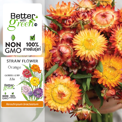 เมล็ดพันธุ์ ดอกกระดาษ สีส้ม 150 เมล็ด (STRAW FLOWER : Orange) นำเข้า การันตีสายพันธุ์