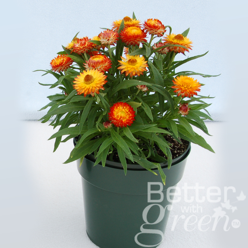 เมล็ดพันธุ์ ดอกกระดาษ สีส้ม 150 เมล็ด (STRAW FLOWER : Orange) นำเข้า การันตีสายพันธุ์ - รูปที่ 2