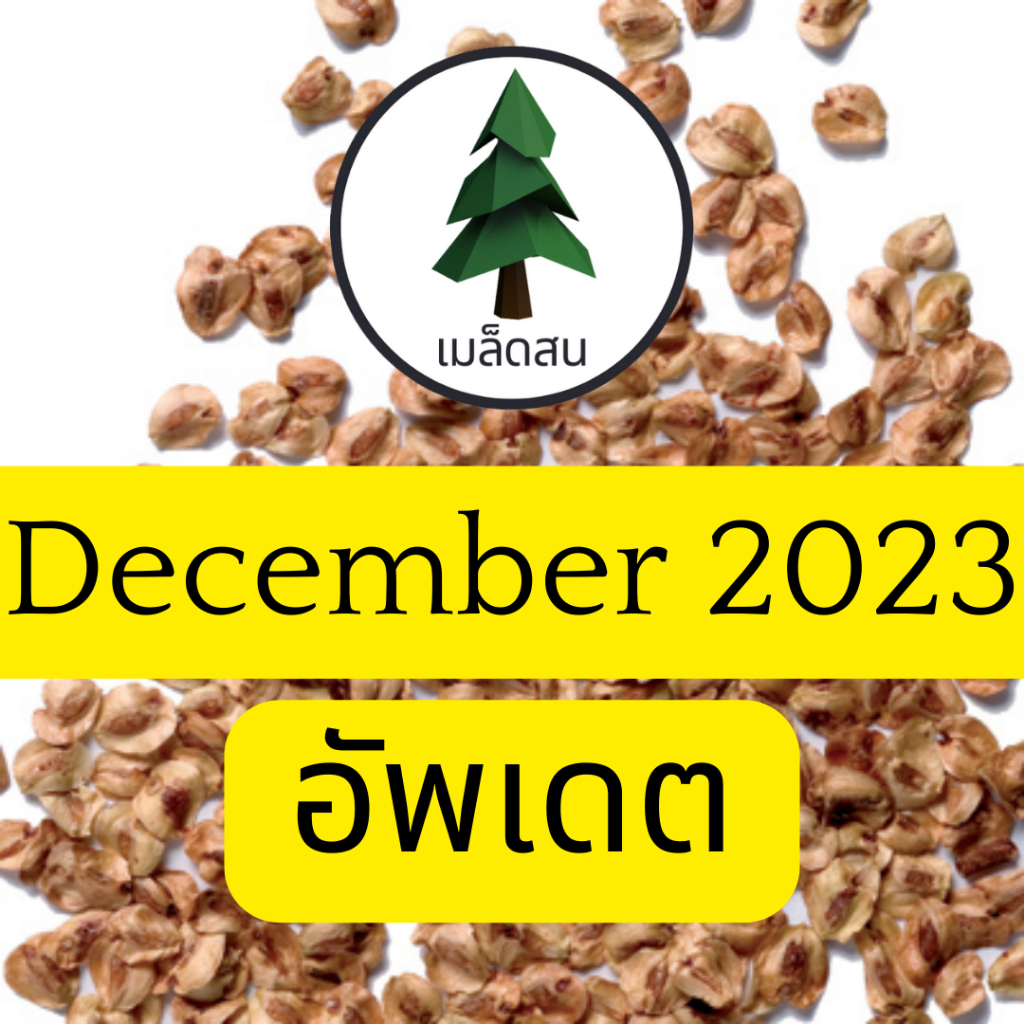 เมล็ดสน สนห้าเข็ม สนอายุยืน Rocky Mountain bristlecone pine - Pinus aristata ร้านคนไทย บอนไซ - รูปที่ 5