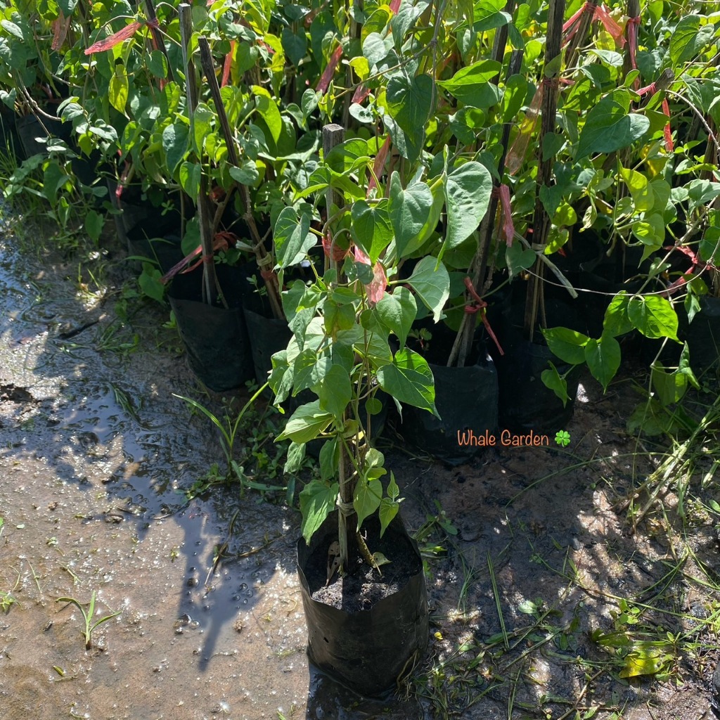 ต้นขจร  ดอกขจร ดอกสลิด (Cowslip creeper) ดอกมีกลิ่นหอม ขายราคาถูก (รับประกัน ส่งใหม่ฟรี หากสินค้าเเสียหาย!!)