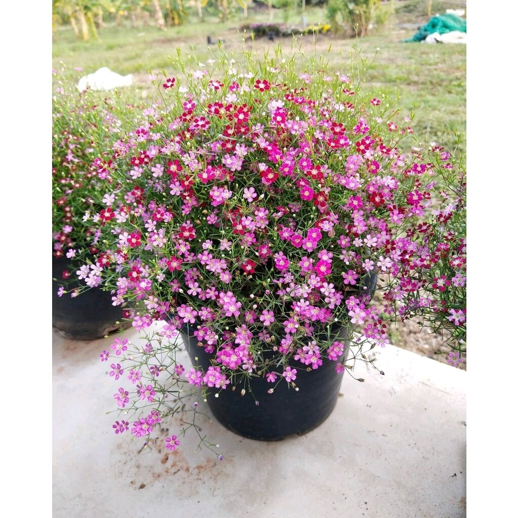 ต้นกล้าจิบโซฟิลล่า  ดอกเล็กน่ารักสวยงาม  ต้นกล้าละ 10 บาท ซื้อ10 แถม2