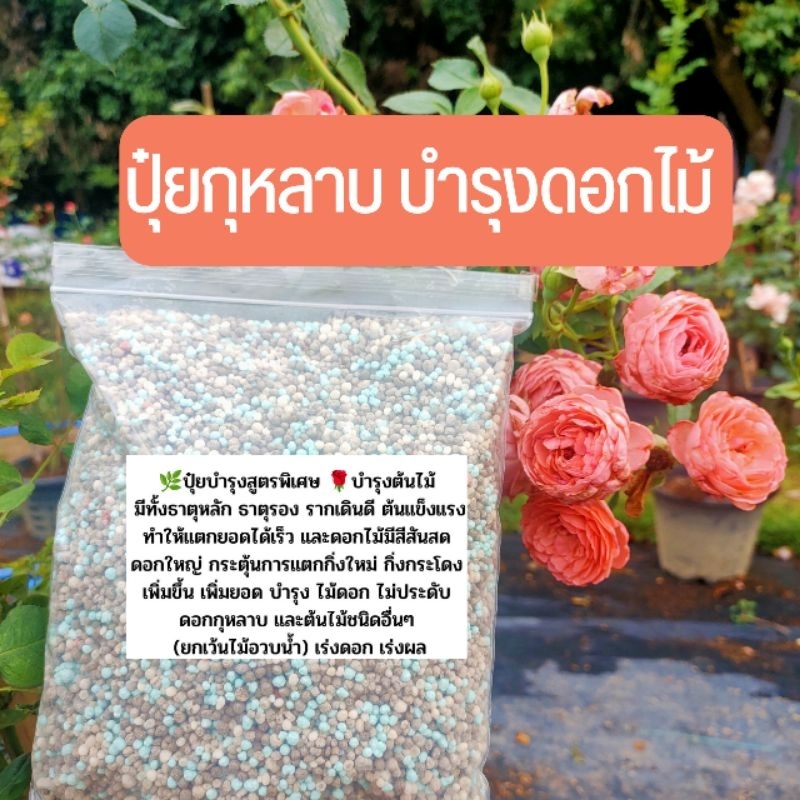 ปุ๋ยกุหลาบ ปุ๋ยเม็ดสูตรพิเศษ (1kg.) บำรุงต้น ราก ดอกดก ดอกใหญ่ เร่งการเจริญเติบโต แตกกระโดงเก่ง เหมาะกับต้นไม้ทุกชนิด