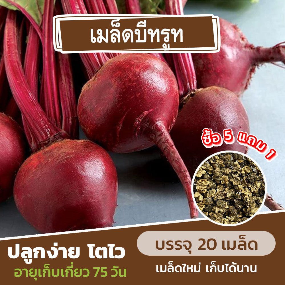 เมล็ดพันธุ์ บีทรูท แบ่งขาย 20 เมล็ด (ซื้อ 5 แถม 1) คละชนิดได้