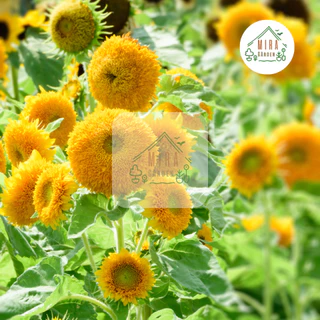 เมล็ดพันธุ์ ดอกทานตะวันหน้าหมี บรรจุ 10 เมล็ด
