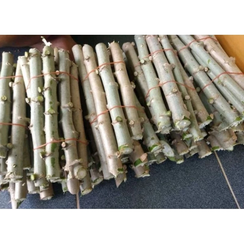 ท่อนพันธ์มัน5นาทีชนิดขาวปุยฝ้ายและเหลืองพิรุณชุด15ท่อนรวมส่งแล้ว(อ่านรายละเอียดก่อนกดสั่ง)