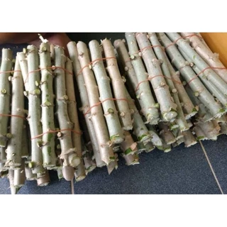 ท่อนพันธ์มัน5นาทีชนิดขาวปุยฝ้ายและเหลืองพิรุณชุด15ท่อนรวมส่งแล้ว(อ่านรายละเอียดก่อนกดสั่ง)