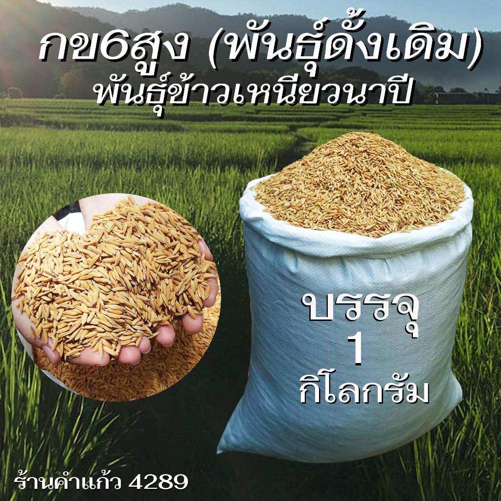 เมล็ดพันธุ์ข้าวเหนียวนาปี กข6 สูง (พันธุ์ดั้งเดิม) บรรจุ 1 Kg. พันธุ์ข้าวเหนียวอย่างดี ปลูกเองขายเองโดยวิธีธรรมชาติ